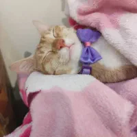 واگذاری رایگان بچه گربه|گربه|امیرکلا, |دیوار