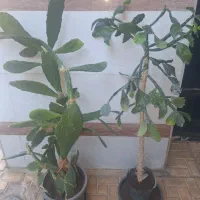 کاکتوس زیبا