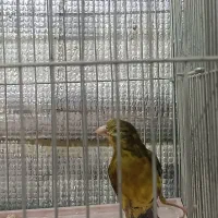 پرنده|پرنده|صدرا-فارس, فاز ۱|دیوار