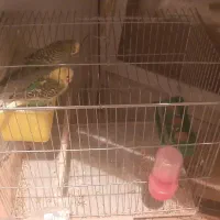 یه جفت مرغ عشق