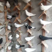 کبوتر پرشی تضمینی|پرنده|نوشهر, |دیوار