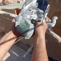 کفتر|پرنده|قم, وادی السلام|دیوار