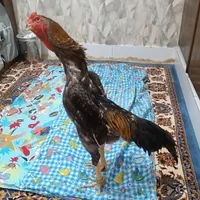 مرغ خروس لاری اوشامو ،.