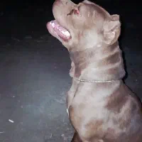 سگ پیتپول هشت ماهه آموزشای مقدماتیوگاردوگذرانده