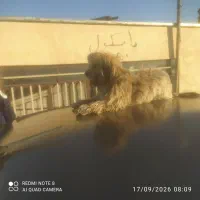 فروش سگ خانگی