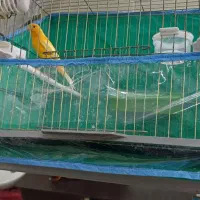 قناری نر قرمز|پرنده|اردبیل, |دیوار