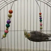 عروس هلندی نر