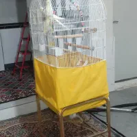عروس هلندی نره دوتاش|پرنده|مشکین‌دشت, |دیوار