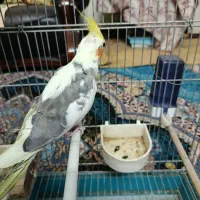 عروس هلندی|پرنده|یزد, |دیوار