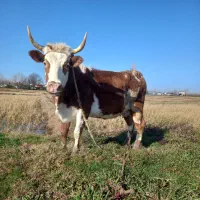 گاو سیمینتال