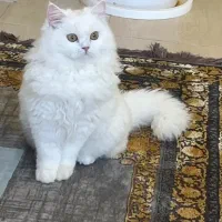 گربه فوری امشب