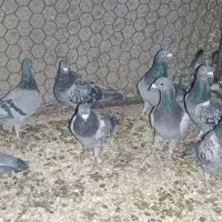 کبوتر پلاکی