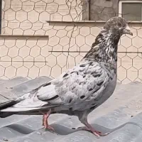 کبوتر تهرونی کله توپی