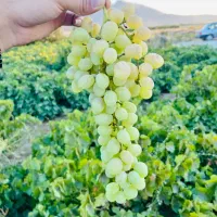 باغ حسین اباد عاشوری