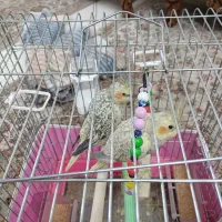 پرنده.عروس هلندی|پرنده|قم, در بهشت|دیوار