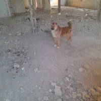 گمشده|حیوانات|نیمروز, |دیوار