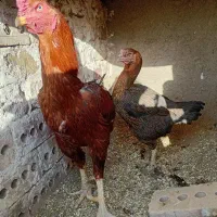 خروس و مرغ لاری|حیوانات مزرعه|تربت جام, والفجر|دیوار