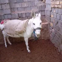 فروشیوتعویض باخرکار|حیوانات مزرعه|بوئین و میاندشت, |دیوار