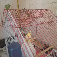 فروش|پرنده|جوکار, |دیوار