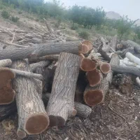 خرید و فروش چوب درخت تر و خشک|عمده‌فروشی|ماکو, |دیوار