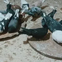 کبوتر گشتی ساعت سنگین