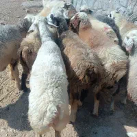 میش داشتی|حیوانات مزرعه|شیراز, شهرک والفجر|دیوار