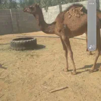 شتر 4زه وهاشی نو چمل|حیوانات مزرعه|رودبار (کرمان), |دیوار