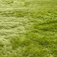 قالیچه|فرش|اصفهان, عسگریه|دیوار