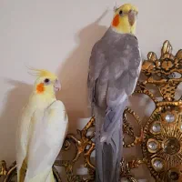 یک جفت عروس هلندی مولد