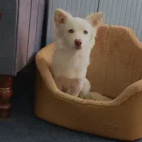 سگ خانگی تربیت شده|حیوانات|نهاوند, |دیوار