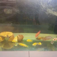 ماهی سیچیلاید