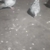 کبوتره.هفت.زنگ.دودی