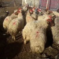 فروش دام زنده میش وشیشک چاق بزوتی بزچاق فلک الدین|حیوانات مزرعه|خرم‌آباد, |دیوار