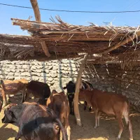 فروش چارتا گوساله نر و سه گاو روهم دونه ۵۰ ملیون|حیوانات مزرعه|لامرد, |دیوار