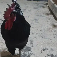 خروس یه ساله مشکی