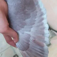 سرخ پرشی|پرنده|قرچک, زیبا شهر|دیوار