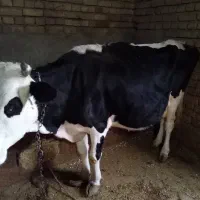 گوساله و گاو