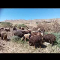 58 راس بره نر و ماده