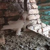 ماده زاغ نروماوه طوقی ماده دوکت