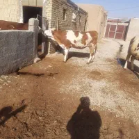 گوساله سیمینتال