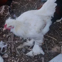تخم مرغ نطفه دار