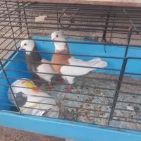 طوقی خوب