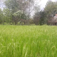 فروش مسکونی با شالیزار در سراوان/ قاضیان|فروش خانه و ویلا|رشت, حومه رشت|دیوار
