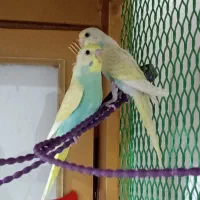 یک جفت مرغ عشق رنگین‌کمانی