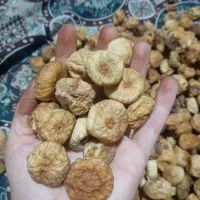 سایز متوسط