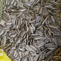 تخمه افتابگردان|عمده‌فروشی|موچش, |دیوار