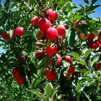 عرضه نهال مثمر