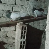 کبوترکله سبز