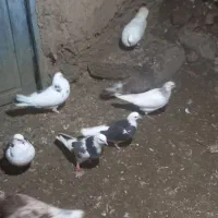 کفترگردن کلفت مخصوص جفتگاه|پرنده|علیآباد کتول, |دیوار