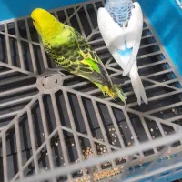 مرغ عشق مولد